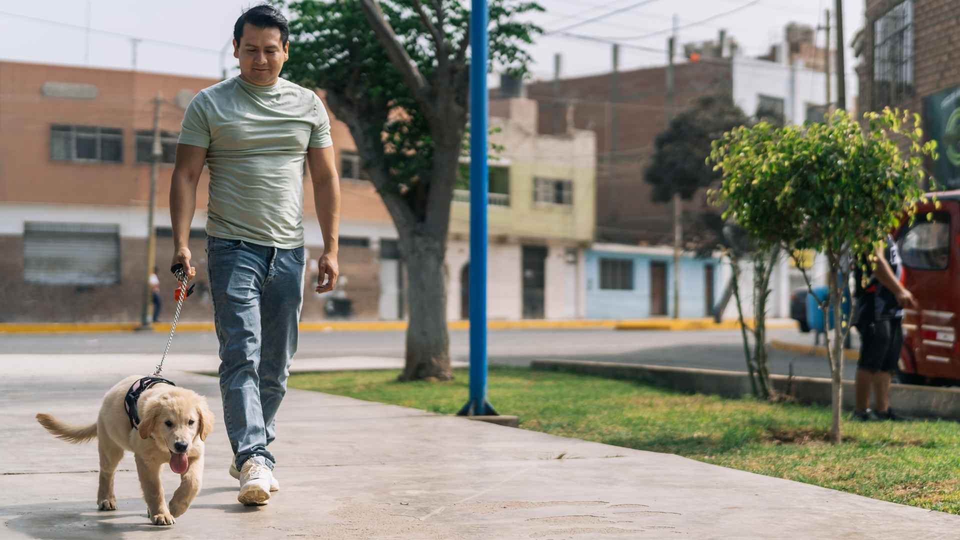 sacar a pasear a un cachorro